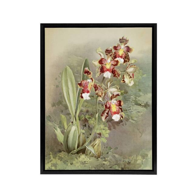 "Artery8 Frederick Sander Odontoglossum Harryanum Orchid Framed Canvas Art - Size: W12"" x H16""" - image 1