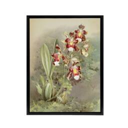 "Artery8 Frederick Sander Odontoglossum Harryanum Orchid Framed Canvas Art - Size: W12"" x H16""" - thumbnail 1