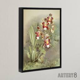 "Artery8 Frederick Sander Odontoglossum Harryanum Orchid Framed Canvas Art - Size: W12"" x H16""" - thumbnail 2