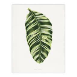 "Artery8 AF Lydon Benjamin Fawcett Musa Paradisiaca Vittata Wall Art Print in White - Size: W12"" x H16""" - thumbnail 1