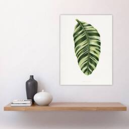 "Artery8 AF Lydon Benjamin Fawcett Musa Paradisiaca Vittata Wall Art Print in White - Size: W12"" x H16""" - thumbnail 4