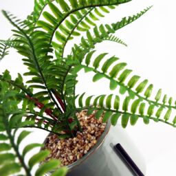 Leaf 40cm Artificial Fern with Ceramic Planter Stand in Green - thumbnail 2