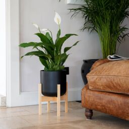 Ivyline Lisbon Pot & Stand Anthracite D26cm in Black - thumbnail 1