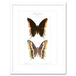 "Artery8 Wall Art Print Butterflies Black & Brown Pattern Art Framed 9x7 inch in White - Size: W7"" x H9""" - thumbnail 1