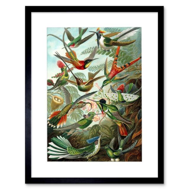 "Artery8 Nature Hummingbird Ernst Haeckel Germany 12x16"" Framed Wall Art Print in Green - Size: W12"" x H16""" - image 1