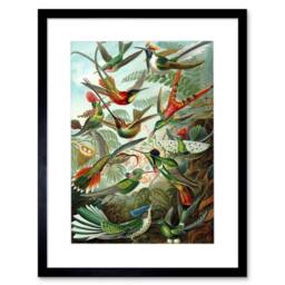 "Artery8 Nature Hummingbird Ernst Haeckel Germany 12x16"" Framed Wall Art Print in Green - Size: W12"" x H16""" - thumbnail 1
