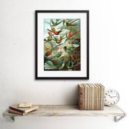"Artery8 Nature Hummingbird Ernst Haeckel Germany 12x16"" Framed Wall Art Print in Green - Size: W12"" x H16""" - thumbnail 2
