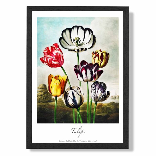 ARTZE Vintage Floral Exhibition - Tulip Flowers Framed Print SIZE: A2 with Black Frame in Red - Size: A4 - image 1