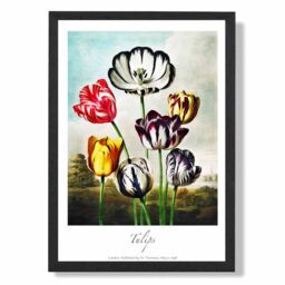 ARTZE Vintage Floral Exhibition - Tulip Flowers Framed Print SIZE: A2 with Black Frame in Red - Size: A4