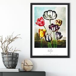ARTZE Vintage Floral Exhibition - Tulip Flowers Framed Print SIZE: A2 with Black Frame in Red - Size: A4 - thumbnail 2