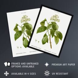 "Artery8 Climbing Hydrangea Flowers Redoute Vintage Framed Wall Art Print in White - Size: W12"" x H16""" - thumbnail 2