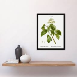 "Artery8 Climbing Hydrangea Flowers Redoute Vintage Framed Wall Art Print in White - Size: W12"" x H16""" - thumbnail 4