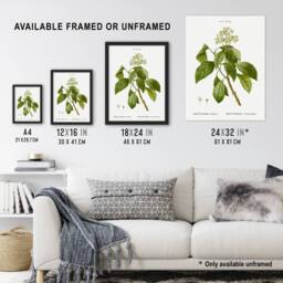"Artery8 Climbing Hydrangea Flowers Redoute Vintage Framed Wall Art Print in White - Size: W12"" x H16""" - thumbnail 3