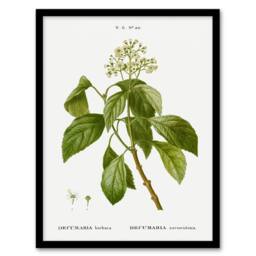 "Artery8 Climbing Hydrangea Flowers Redoute Vintage Framed Wall Art Print in White - Size: W12"" x H16""" - thumbnail 1