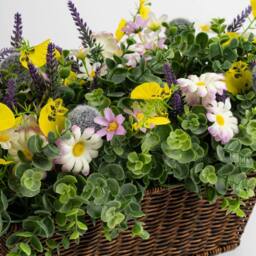 Scottish Everlastings Ltd 50cm Mixed Floral Outdoor Planter - thumbnail 2