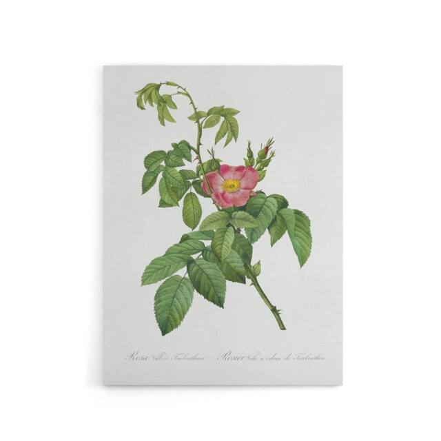 "Artery8 Rosa Villosa Flower Bloom Redoute Vintage Canvas Wall Art in White - Size: W18"" x H24""" - image 1