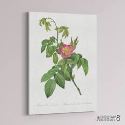 "Artery8 Rosa Villosa Flower Bloom Redoute Vintage Canvas Wall Art in White - Size: W18"" x H24""" - thumbnail 2