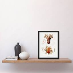 Artery8 Vintage Marine Life Pygmy Octopus Study Illustration Framed Art Print in White - Size: A4 - thumbnail 2