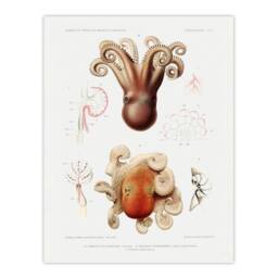 Artery8 Vintage Marine Life Pygmy Octopus Study Illustration Framed Art Print in White - Size: A4 - thumbnail 3