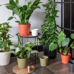Ivyline Oslo Cotton Taper Planter - H27cm D32cm - 4 Colours & 2 Sizes Available Online - Ceramic - Made in Europe in Cream