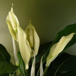 Leaf Artificial Faux Peace Lily White Spathiphyllum - thumbnail 3