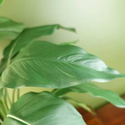Leaf Artificial Faux Peace Lily White Spathiphyllum - thumbnail 4