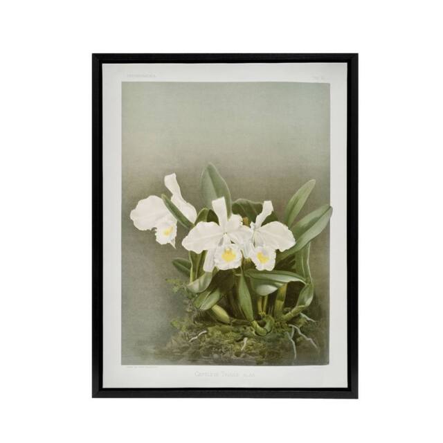 "Artery8 Frederick Sander Cattleya Trianae White Orchid Framed Canvas Art Print - Size: W12"" x H16""" - image 1