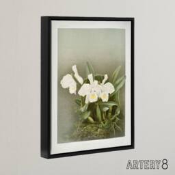 "Artery8 Frederick Sander Cattleya Trianae White Orchid Framed Canvas Art Print - Size: W12"" x H16""" - thumbnail 2