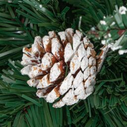 Samuel Alexander 8ft (2.4m) Tall Rocky Mountain Pine Christmas Tree with 1769 Snow Tipped Branches & Pinecones in Green - thumbnail 6