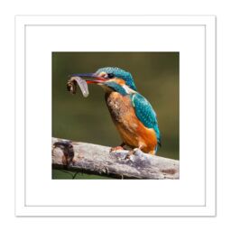 Artery8 Dalous Kingfisher Bird Eating Tadpole Nature Photo 8X8 Inch Square Wooden Framed Wall Art Print Picture with Mount in White - thumbnail 1