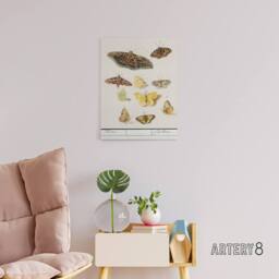 "Artery8 Butterflies & moths Anselmus de Boodt Canvas Wall Art Print in White - Size: W12"" x H16""" - thumbnail 3