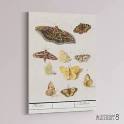 "Artery8 Butterflies & moths Anselmus de Boodt Canvas Wall Art Print in White - Size: W12"" x H16""" - thumbnail 2