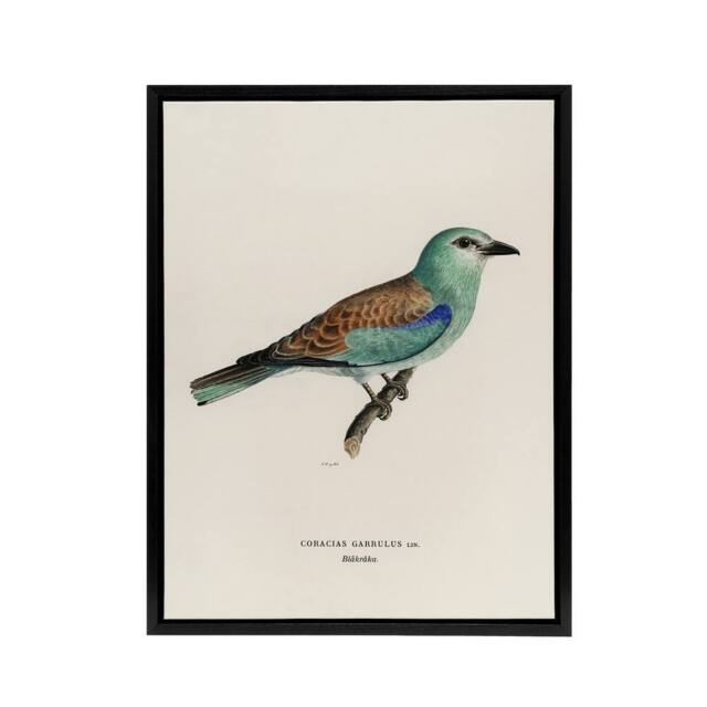 "Artery8 European Roller Bird Von Wright Vintage Black Framed Canvas Wall Art in Beige - Size: W12"" x H16""" - image 1