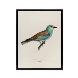 "Artery8 European Roller Bird Von Wright Vintage Black Framed Canvas Wall Art in Beige - Size: W12"" x H16""" - thumbnail 1