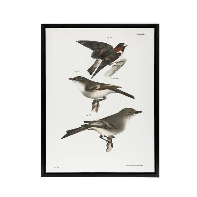 "Artery8 James De Kay Cliff Swallow Flycatcher & Sayornis Framed Canvas Art in White - Size: W12"" x H16""" - image 1