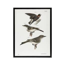 "Artery8 James De Kay Cliff Swallow Flycatcher & Sayornis Framed Canvas Art in White - Size: W12"" x H16""" - thumbnail 1