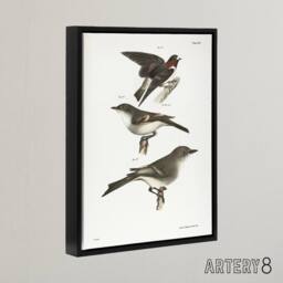 "Artery8 James De Kay Cliff Swallow Flycatcher & Sayornis Framed Canvas Art in White - Size: W12"" x H16""" - thumbnail 2