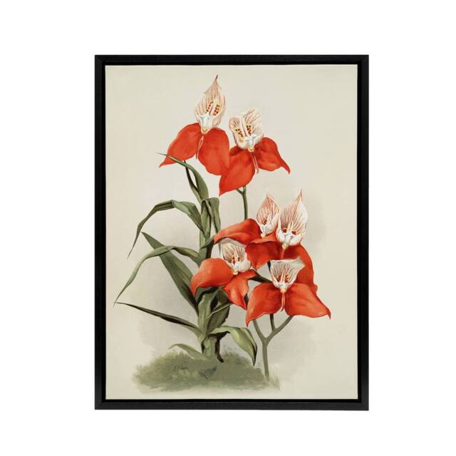 "Artery8 Frederick Sander Disa Grandiflora Orchid Flowers Framed Canvas Art - Size: W12"" x H16""" - image 1