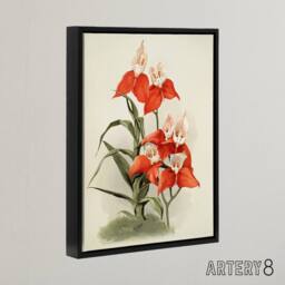 "Artery8 Frederick Sander Disa Grandiflora Orchid Flowers Framed Canvas Art - Size: W12"" x H16""" - thumbnail 2