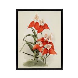 "Artery8 Frederick Sander Disa Grandiflora Orchid Flowers Framed Canvas Art - Size: W12"" x H16""" - thumbnail 1