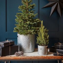 Ivyline Indoor Planter with Star in Galvanised Steel H23Cm W23Cm in Grey - thumbnail 2