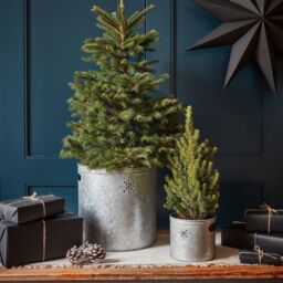 Ivyline Indoor Planter with Star in Galvanised Steel H23Cm W23Cm in Grey - thumbnail 1