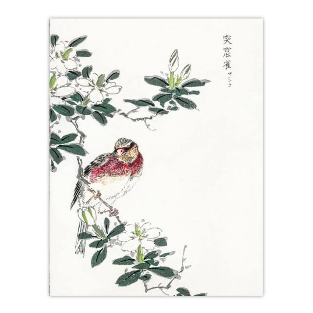 "Artery8 Long Tailed Rosefinch Japanese Japan Wall Art Print Numata Kashu - Size: W12"" x H16""" - image 1
