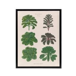 "Artery8 Kales & Brussel Sprouts Ernst Benary Framed Canvas Wall Art Print in White - Size: W24"" x H32""" - thumbnail 1