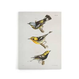 "Artery8 James Ellsworth De Kay Trio of Warbler Birds Canvas Wall Art Print in White - Size: W12"" x H16""" - thumbnail 1