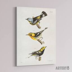 "Artery8 James Ellsworth De Kay Trio of Warbler Birds Canvas Wall Art Print in White - Size: W12"" x H16""" - thumbnail 2