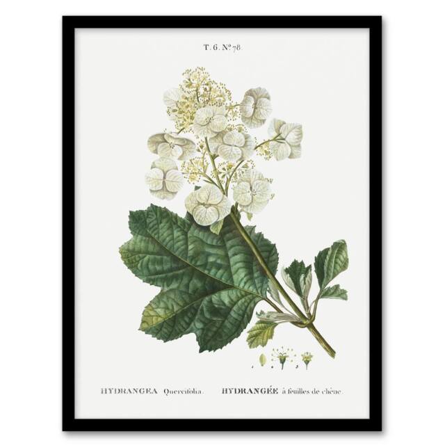 Artery8 Oakleaf Hydrangea Flowers Redoute Vintage Framed Wall Art Print in White - Size: A4 - image 1