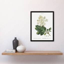 Artery8 Oakleaf Hydrangea Flowers Redoute Vintage Framed Wall Art Print in White - Size: A4 - thumbnail 4
