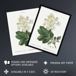 Artery8 Oakleaf Hydrangea Flowers Redoute Vintage Framed Wall Art Print in White - Size: A4 - thumbnail 2