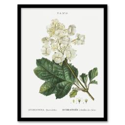 Artery8 Oakleaf Hydrangea Flowers Redoute Vintage Framed Wall Art Print in White - Size: A4 - thumbnail 1